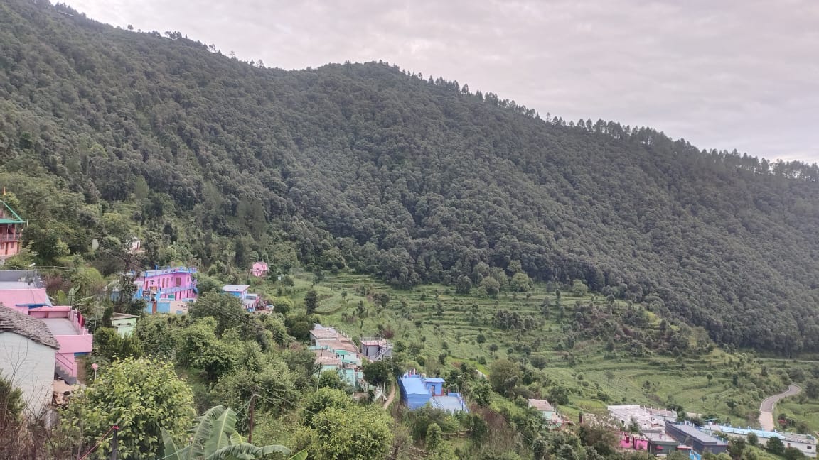 Oak forest view from property